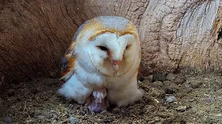 Barn Owl Reveals Two Tiny Chicks | Gylfie & Dryer | Robert E Fuller