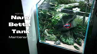 BETTA FISH TANK MAINTENANCE | How to service a nano planted aquarium