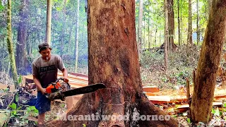 Keahlian Penuh ‼️ Menumbangkan meranti merah panjang menjulang. di pedalaman hutan rimba kalimantan