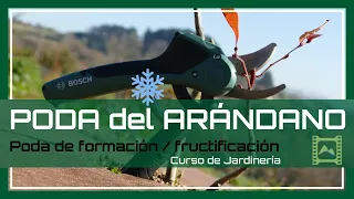 Cómo PODAR los 🫐 ARÁNDANOS 💜 en INVIERNO ❄ [v 65] Curso básico de Jardinería 2021 | LdN