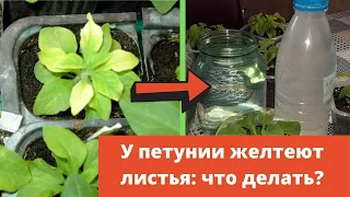 У петунии желтеют листья  - что делать?