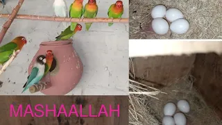 Start of Colony Breeding.ماشاءاللّٰه