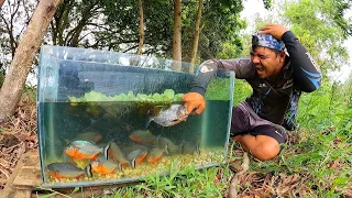 COLOQUEI A MÃO DENTRO DO AQUÁRIO CHEIO DE PIRANHAS! nunca faça isso na sua vida