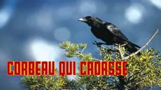 CORBEAU qui CROASSE Chant du corbeau raven sounds - cri du corbeau - rabe geräusche - odgłos kruka