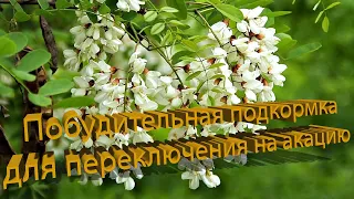 Профессор Кашковский: Побудительная подкормка для переключения на акацию