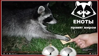 ЕНОТ Обычная Еда ПРОТИВ Мармелада Челлендж // Raccoon Real Food vs Gummy Food Candy Challenge