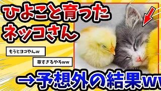 【2ch動物スレ】自分をヒヨコだと思ってるネッコさん → 尊すぎる関係に悶絶www