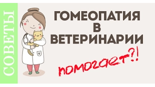 Гомеопатия в ветеринарии. Мнение ветеринара.