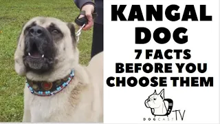 Before you buy a dog - THE KANGAL - 7 facts to consider! DogCastTV!