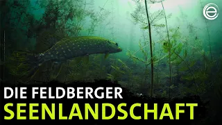 Die Feldberger Seenlandschaft ‒ Geheime Wasserwildnis | Erlebnis Erde