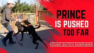 Prince puts young Dutch Shepherd in his place