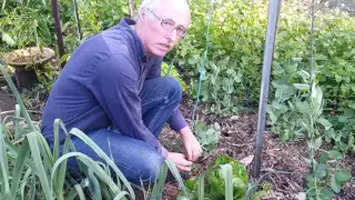 Using a string line for climbing vegetables in your organic garden