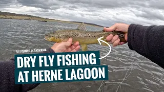 Dry Fly Fishing At Herne Lagoon - Central Highlands Tasmania (GoPro Footage 2023)