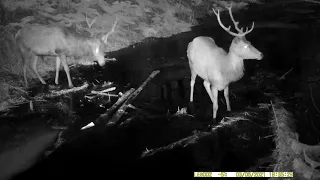 Олени на канале в Налибокской пуще Deer at a canal in Naliboki forest