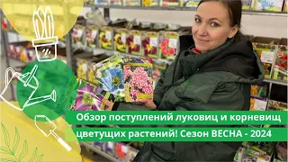 Обзор поступлений луковиц и корневищ цветущих растений! Сезон ВЕСНА-2024