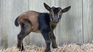 Need a lift? Goat playtime!