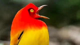 The Bowerbird's DRAMATIC Dance! | Life Story | BBC Earth Kids