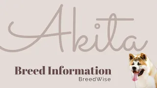 The Fascinating History and Characteristics of the Akita Dog Breed | A Comprehensive Guide