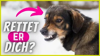 Würde dein Hund dich im Ernstfall wirklich beschützen?