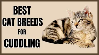 Cats 101 : Best Cat Breeds for Cuddling