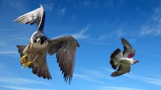 Только выпустил Голубей и сразу - АТАКА СОКОЛА 🦅😡 | Falcon attack on pigeons