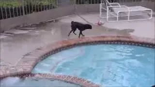 Zelda (our pug puppy) learns to Swim