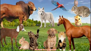 Farm Animal Moments: Rabbit, Horse, Wolf, Cat, Dog, Cow, Parrot, Goat - Animal Sounds