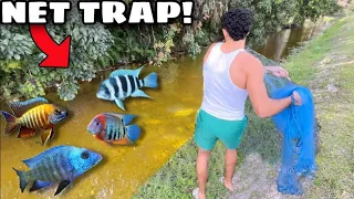 NET TRAP Catches *RAINBOW* Aquarium Fish in TINY CREEK!! (NEW PETS)