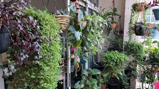 छोटी सी बालकॉनी में 30 से ज्यादा हैंगिंग बास्केट💚सभी पौधों के नाम💚All Hanging Basket plants