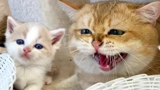 Daddy cat hisses at mom cat. Will he protect the little kitten?