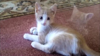 Домовёнок-Кузя 🐱🐈МойКотэ