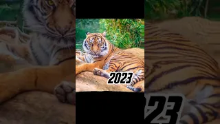 2023 tiger 🐅 vs 5000 bce tiger 💥 #viral #shorts
