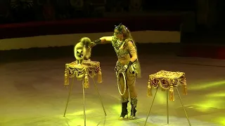 Circus. Funny cats. Цирк.Кошки.