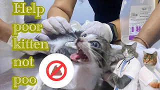 Help poor kittens not poo 💩 | FTC Meow