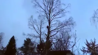 2019 TREE CUTTING FAILS. EPIC COMPILATION