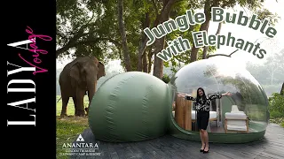 [EP6] Sleep in Jungle Bubble among Elephants at Anantara Golden Triangle Elephant Camp & Resort