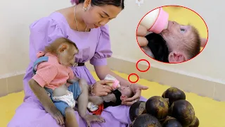 Monkey DouDou Very Jealous When Mom Have New Baby Monkey GiGi