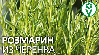 РОЗМАРИН ИЗ ЧЕРЕНКА. Выращивание розмарина в домашних условиях