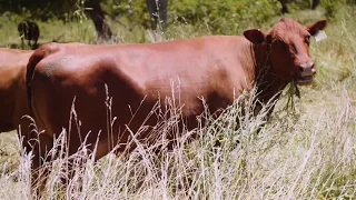 Adaptive Grazing 101: How to Help Animals Balance Their Own Diets