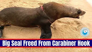 Big Seal Freed From Carabiner Hook