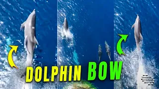 Playful Dolphins on Ship's Bulbous Bow