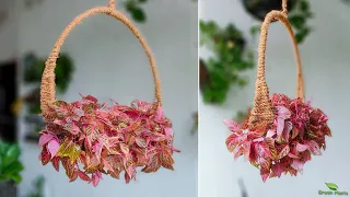 How to Make Blood Leaf Hanging Plants Idea | Hanging Garden Ideas | Hanging Planters//GREEN PLANTS