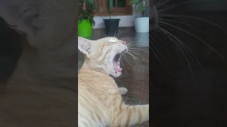 Long YAWN!! Cutie