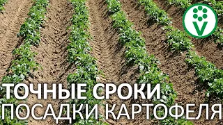 ВОТ КОГДА НУЖНО САЖАТЬ КАРТОФЕЛЬ! Точные сроки посадки картофеля