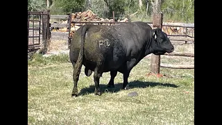 Herd Quitter Minute - Breeding Season