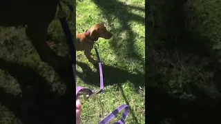 Vizsla puppy training, continues @ 12 weeks old
