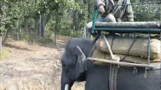 Bandhavgarh Elephant Ride 2013