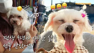 견생 9년차 새로운 삶을 선물 받았어요!ㅣ유기동물 입양ㅣ유기견 입양 변화ㅣ유기견 입양 후기