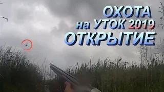 Охота на утку 2019, открытие охоты на утку 2019. Охота на уток удалась.