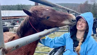 Mustang Adoption! (I wanted a yearling 🤣)